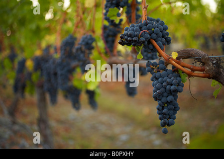 Merlot plein de petits fruits fruit hanging on vine dans vinyard Banque D'Images