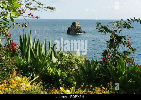 Agave et de Bougainvilliers qui poussent sur la falaise à Madère Banque D'Images