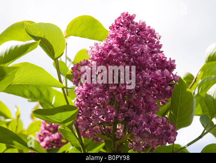 Lilas à fleurs pourpres, avec des feuilles vert en forme de cœur sur un petit arbre en anglais Cottage Garden, a le plus de parfum lilas. Banque D'Images