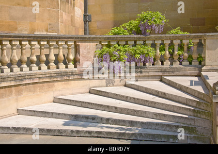 Volée de marches de Nevile s Court, de glycine (Wisteria sinesis) croissant sur balustrade. Banque D'Images