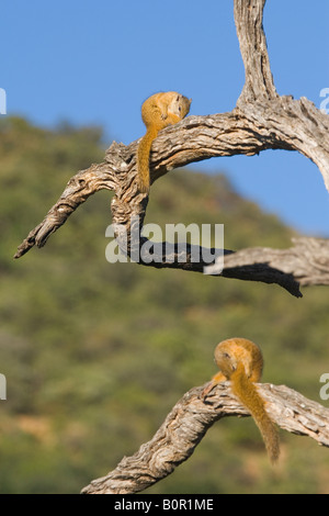 Les écureuils d'arbres Paraxerus Cepapi Banque D'Images