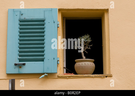 Olivier miniature en pot sur rebord de la vitre, Provence, France Banque D'Images