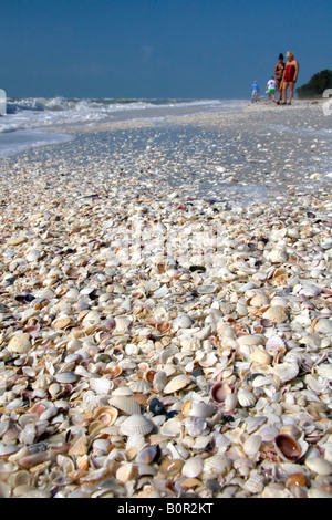 Les coquillages sur la plage à Sanibel Island sur la côte du golfe de Floride Banque D'Images