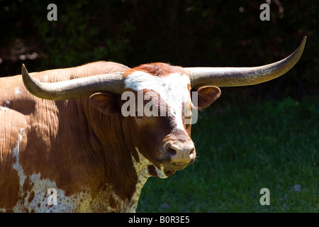 Dans le comté de Washington Texas Longhorn Texas Banque D'Images