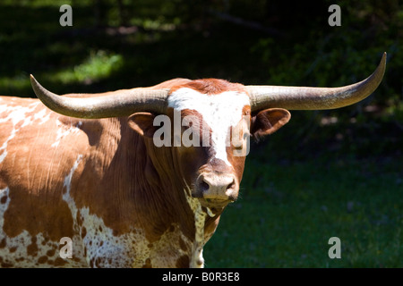 Dans le comté de Washington Texas Longhorn Texas Banque D'Images