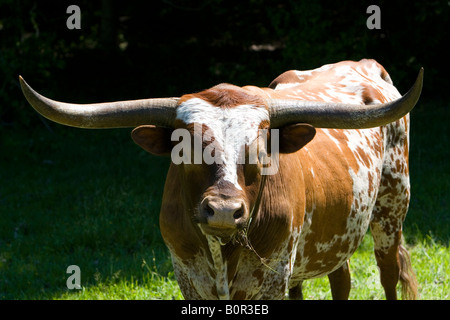 Taureau texan longhorn Texas Comté de Washington Banque D'Images