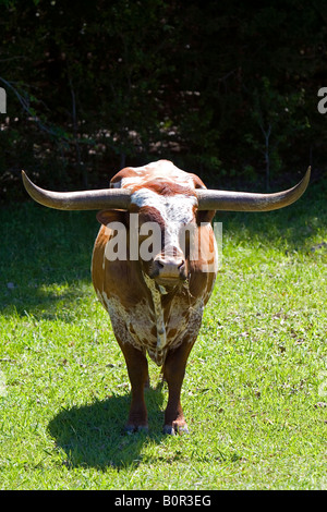 Taureau texan longhorn Texas Comté de Washington Banque D'Images