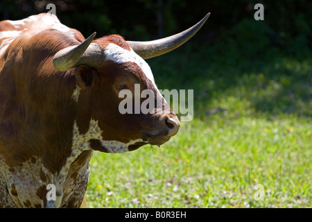 Taureau texan longhorn Texas Comté de Washington Banque D'Images