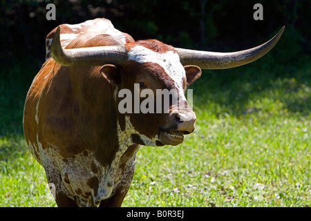 Taureau texan longhorn Texas Comté de Washington Banque D'Images