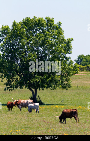 Le bétail paître dans Texas Longhorn Texas Comté de Washington Banque D'Images