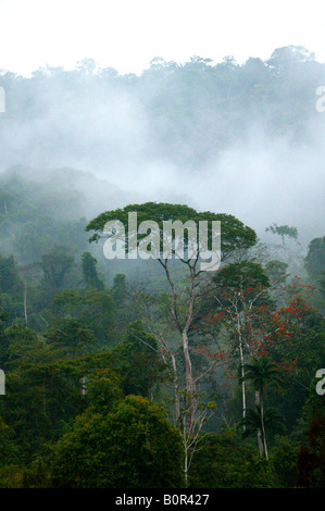 Panama paysage avec forêt pluviale brumeux à Cana dans le parc national de Darien, Darien Gap, province de Darien, République du Panama, Amérique centrale. Banque D'Images