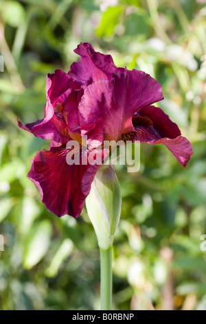 Fleur d'un iris mauve Banque D'Images
