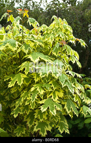 Feuillage de printemps Acer platanoides Drummondii en mai Banque D'Images