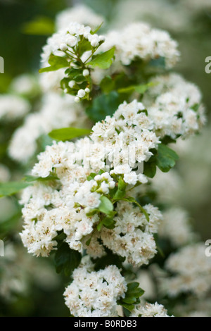 Crataegus monogyna Aubépine commune peut, mayblossom maythorn quickthorn,,,,, motherdie whitethorn et haw Banque D'Images