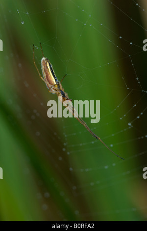 Sur une araignée Orb Web chargé de rosée Banque D'Images