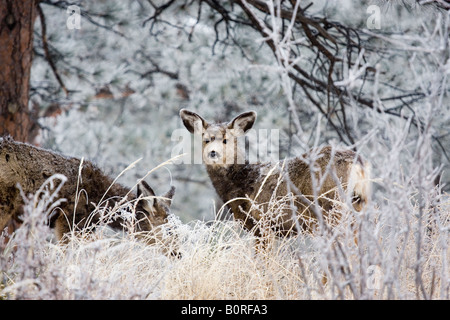 Beau cerf dans l'hiver à la recherche de nourriture dans la neige couverts Colorado Rocky Mountain Wilderness. Banque D'Images