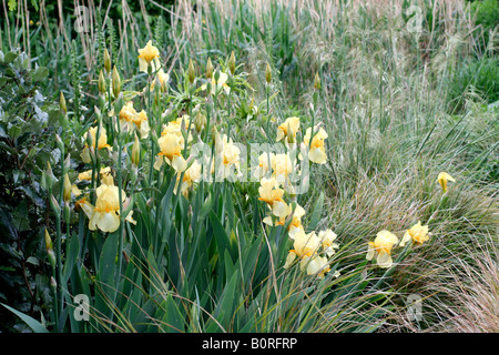 TALL BEARDED IRIS PRIMEVÈRE PÂLE Banque D'Images