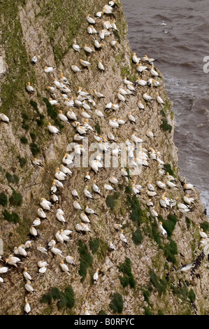 Bassan perché sur des falaises de craie à sur le Yorkshire Coast Bempton Banque D'Images