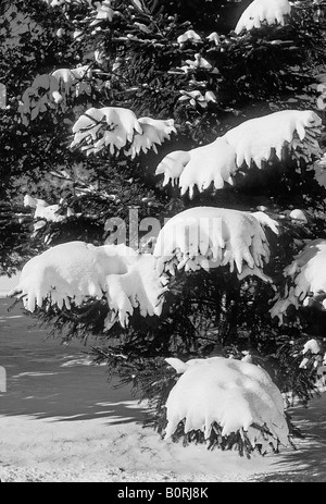 Plaques de neige sur les branches de sapins neige neige hiver après l'automne bois forêt nature scenic woods frosty matin froid noir blanc Banque D'Images