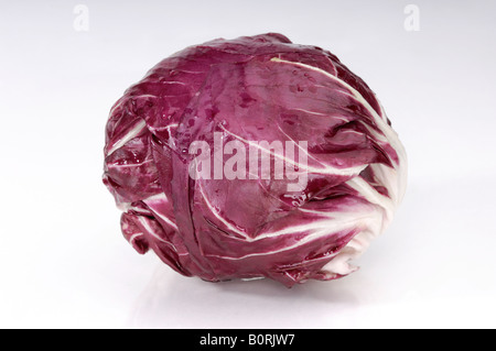 Chicorée feuilles de radicchio Banque D'Images
