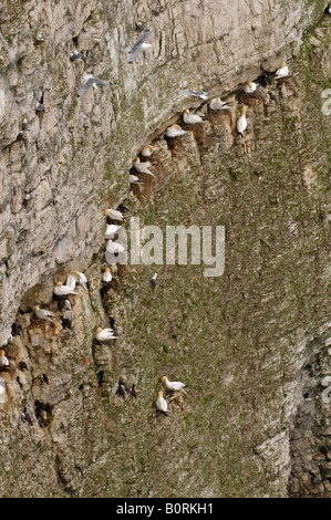 Bassan perché sur des falaises de craie à sur le Yorkshire Coast Bempton Banque D'Images