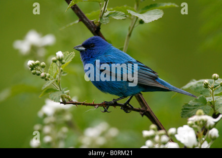 Passerin indigo perché dans les fleurs d'arbustes Blackberry Banque D'Images