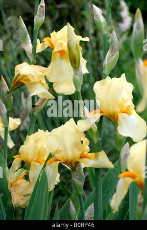 TALL BEARDED IRIS PRIMEVÈRE PÂLE Banque D'Images