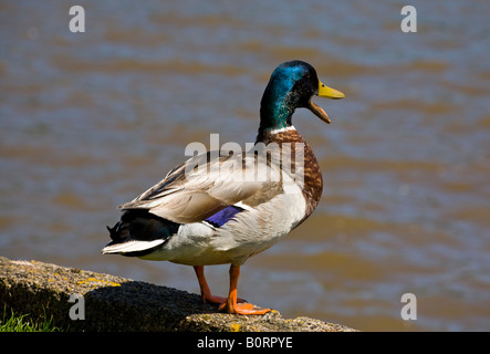 Quacking un Canard colvert à côté de l'Étang Moulin à Stoke Gabriel Devon UK Banque D'Images