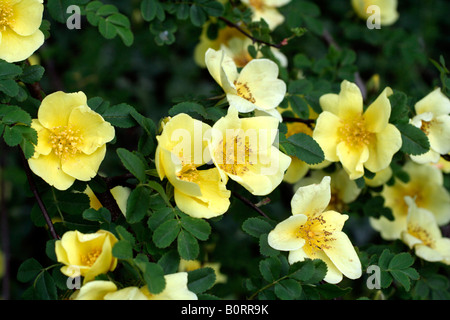ROSA CANARY BIRD Banque D'Images