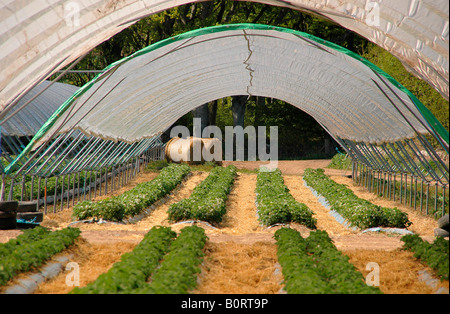 Tapis de paille utilisée pour protéger ainsi les sillons et de récolte des fraises de plus en plus d'être gâtés par le contact avec le sol. Banque D'Images