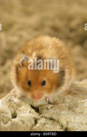 Hamster doré (Mesocricetus auratus) assis sur une pierre Banque D'Images