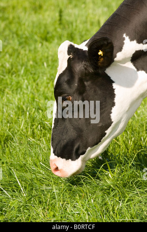 L'herbe de pâturage des vaches Holstien Cumbria England Banque D'Images