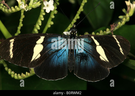 Sara, à longue voilure, Heliconius sara, dans la forêt tropicale près de la station de Cana dans le parc national Darien, province de Darien, République du Panama. Banque D'Images