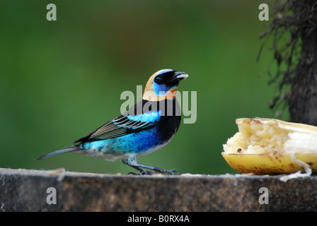 Tangara à capuchon doré, Tangara larvata, Cosata Rica Banque D'Images