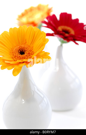 Trois vases avec gerbera isolé sur fond blanc comme élément de design d'intérieur Banque D'Images