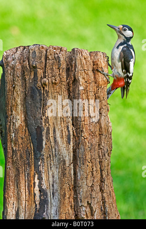 Great Spotted Woodpecker (Dendrocopos major) sur souche d'arbre. Banque D'Images