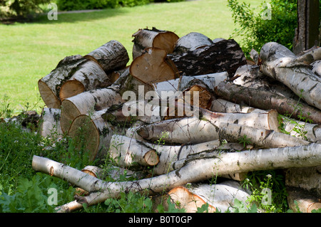 Pile de grumes de bouleau dans jardin Banque D'Images