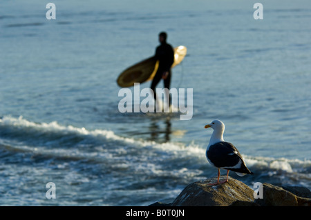 Mouette regarder surfer carrying surf board entrant dans l'eau à Coleman Park Beach Morro Bay, Californie Banque D'Images