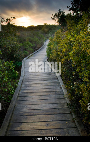 Chemin de promenade en bois sentier pédestre traversant la zone naturelle Forêt elfique au coucher du soleil de Californie Los Osos Banque D'Images