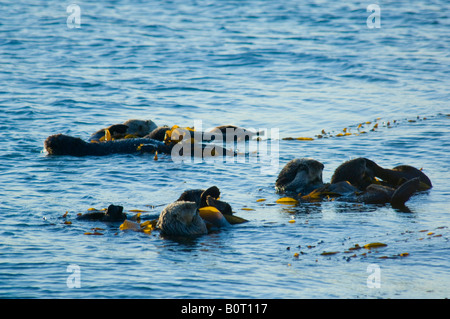 Les loutres de mer dans le varech dans Morro Bay en Californie Banque D'Images