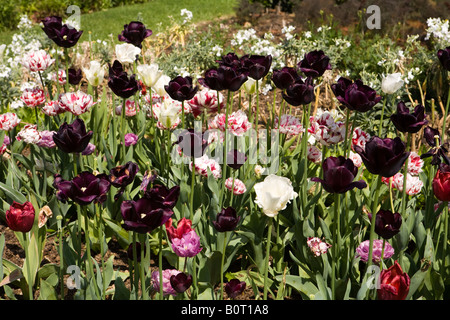 UK Angleterre Lincolnshire Grantham près de Easton Easton Hall Garden Chambres mixtes de tulip Banque D'Images