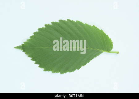 Livre blanc européen de l'orme (Ulmus laevis), feuille, studio photo Banque D'Images