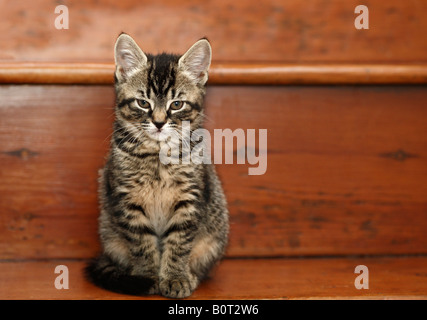 Chaton de huit semaines assis sur un escalier en bois. Banque D'Images