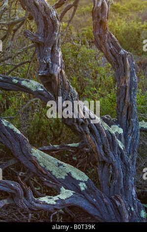 Bush dans le tronc tordu El Moro Elfin Forest Natural Area Californie Los Osos Banque D'Images