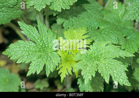 Agripaume (Leonurus cardiaca), feuilles Banque D'Images