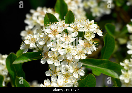 Blanc Pyracantha Blossom croissant au soleil Banque D'Images