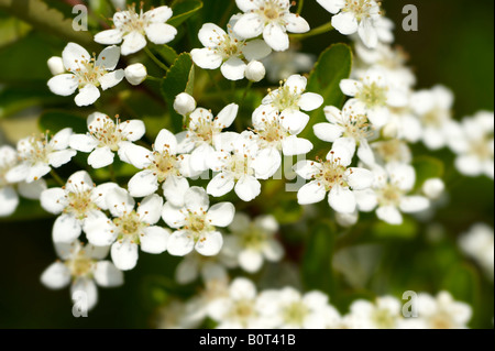 Blanc Pyracantha Blossom croissant au soleil Banque D'Images