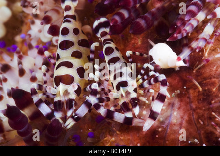 Couple de crevettes sur un oursin coloré sous l'eau Banque D'Images