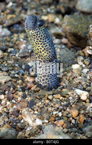 L'anguille de jardin sortant de un trou dans le sable en bas sous l'eau Banque D'Images