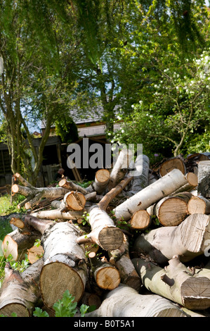 Pile de bois hêtre et bouleau Banque D'Images